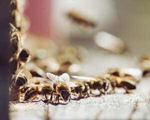 A flurry of activity unfolds at the hive entrance as honeybees gather, some with wings extended, ready for flight while others rest on the wooden surface, buzzing with life