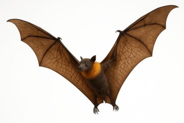 Fruit bat in graceful flight displaying wing membrane detail against clean studio background
