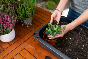 Closeup of hands potting a small ivy plant into a flowerpot with soil on a wooden table, gardening and plant care activity in an outdoor backyard setting