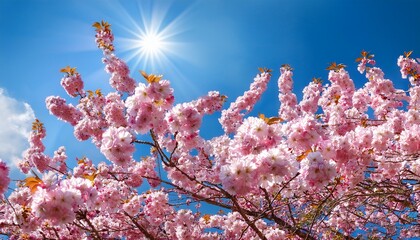 pink cherry flowers against blue sky in sunny day