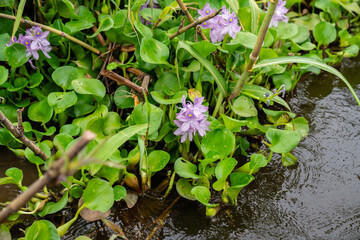 Wasserhyazinthen mit violetten Blüten wachsen am Rand des Amazonas-Flusses