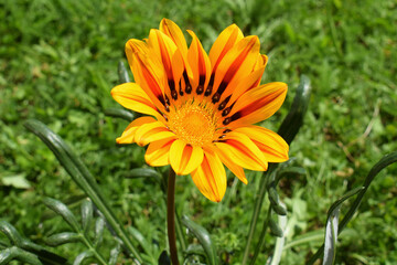 Gazania flower, close up view