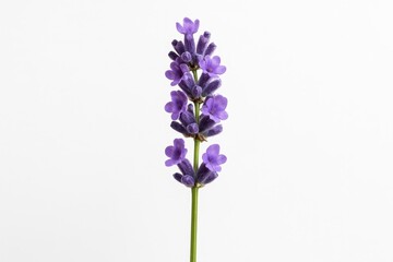 Naklejka premium Elegant lavender flower bloom isolated on pure white background for botanical and wellness design projects