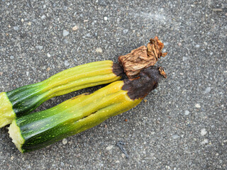 Zucchini with blossom-end rot close up