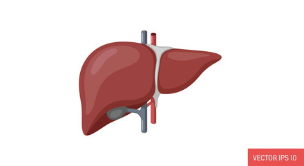 Anatomical Liver illustration highlighting health science and medicine aspects