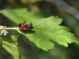Pyrrhocoris apterus on hibiscus syriacus leaf