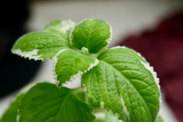 fresh mint leaves