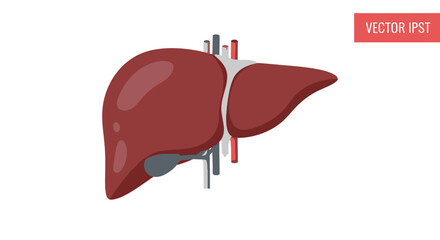 Stylized liver illustration featuring internal anatomical structure for medical information