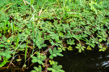Feinblättrige Wasserpflanzen auf dem Gewässer des Amazonas Regenwaldes