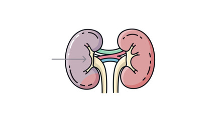 Simplified anatomical representation of kidney structures for educational illustration