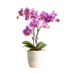Plakat Beautiful mini purple orchid in a white pot isolated on transparent background