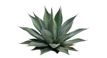 Fototapeta premium Isolated Agave Plant on Black Background