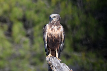 aguila lagunero macho