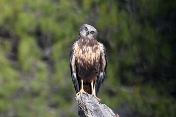 aguila lagunero macho