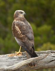 aguila lagunero macho