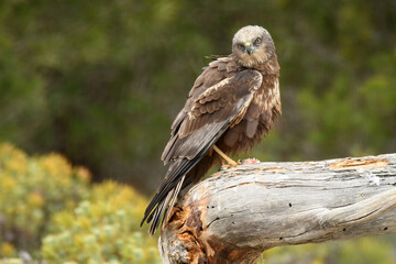 aguila lagunero macho
