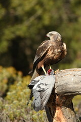 aguila lagunero macho