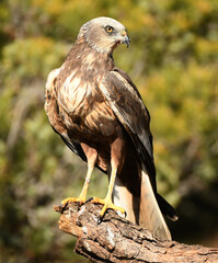 aguila lagunero macho