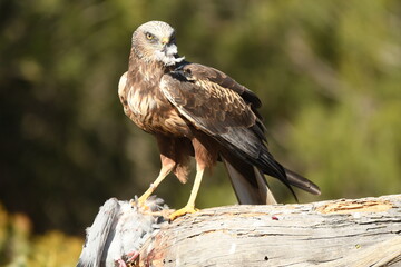 aguila lagunero macho