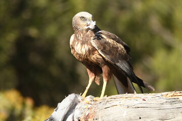 aguila lagunero macho