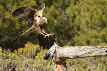 aguila lagunero macho