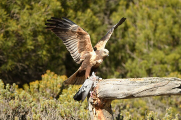 aguila lagunero macho