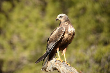 aguila lagunero macho