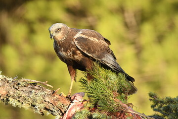 aguila lagunero macho