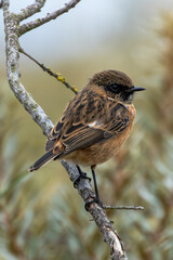 Female European Stonechat (Saxicola rubicola), common in coastal scrub and heathland across Europe
