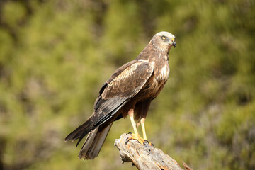 aguila lagunero macho