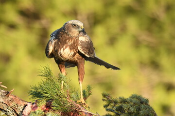 aguila lagunero macho