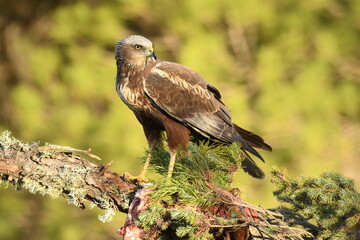 aguila lagunero macho