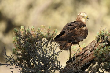aguila lagunero macho