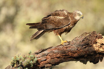 aguila lagunero macho