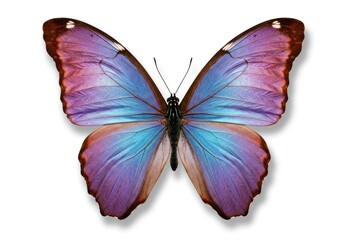 Obraz premium Colorful Butterfly with Vibrant Blue and Purple Wings Isolated on White Background
