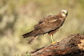 aguila lagunero macho