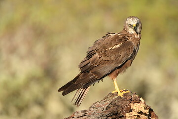aguila lagunero macho