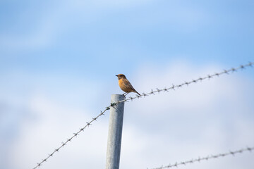 Female European Stonechat (Saxicola rubicola), common in coastal scrub and heathland across Europe