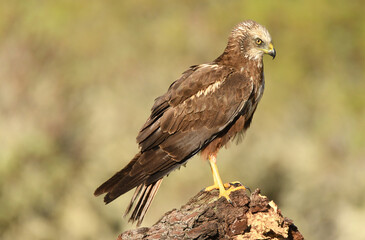 aguila lagunero macho
