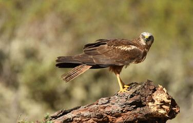 aguila lagunero macho