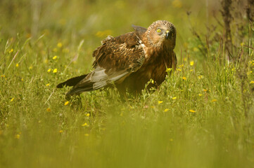 aguila lagunero macho