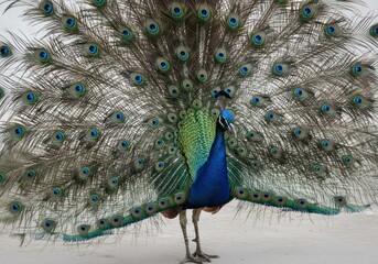 Obraz premium Colorful Male Peacock Displaying Its Vibrant Fanned Tail in Natural Environment
