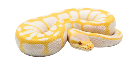 Albino Ball Python Isolated on Black Background