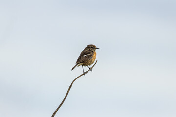 Female European Stonechat (Saxicola rubicola), common in coastal scrub and heathland across Europe