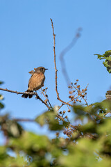 Female European Stonechat (Saxicola rubicola), common in coastal scrub and heathland across Europe