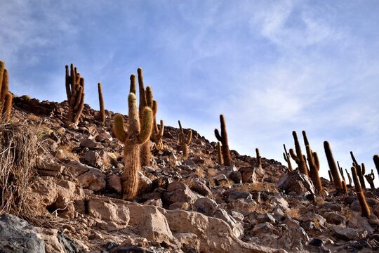 Cactus en el Ca&ntilde;&oacute;n de Guat&iacute;n, desierto de Atacama, norte de Chile. 