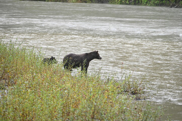 black bear walking