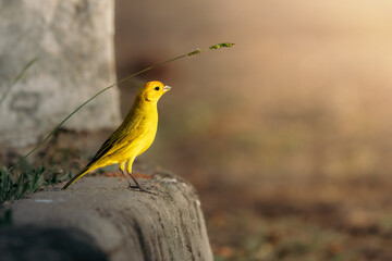 Yellow canary (Sicalis flaveola) perched on a concrete edge with soft background, close-up of a bright yellow songbird