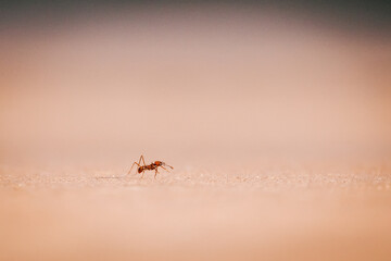 Close-up of a single ant walking on a textured surface with blurred colorful background, macro nature photography