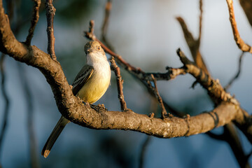 Tropical flycatcher bird perched on a tree branch at golden hour, close-up view of wild bird in natural habitat.